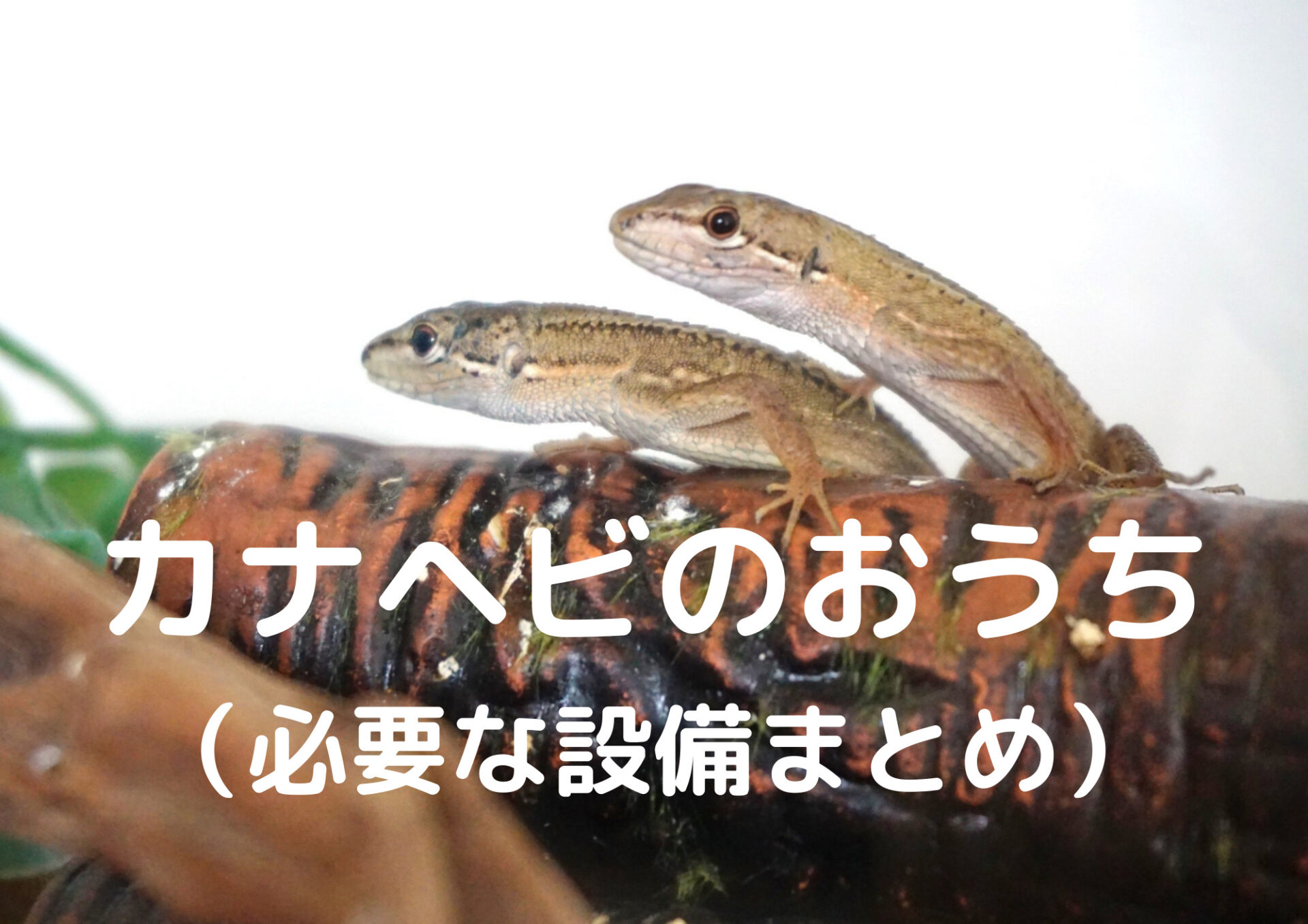 カナヘビ トカゲ 爬虫類 飼育セット - 爬虫類/両生類用品